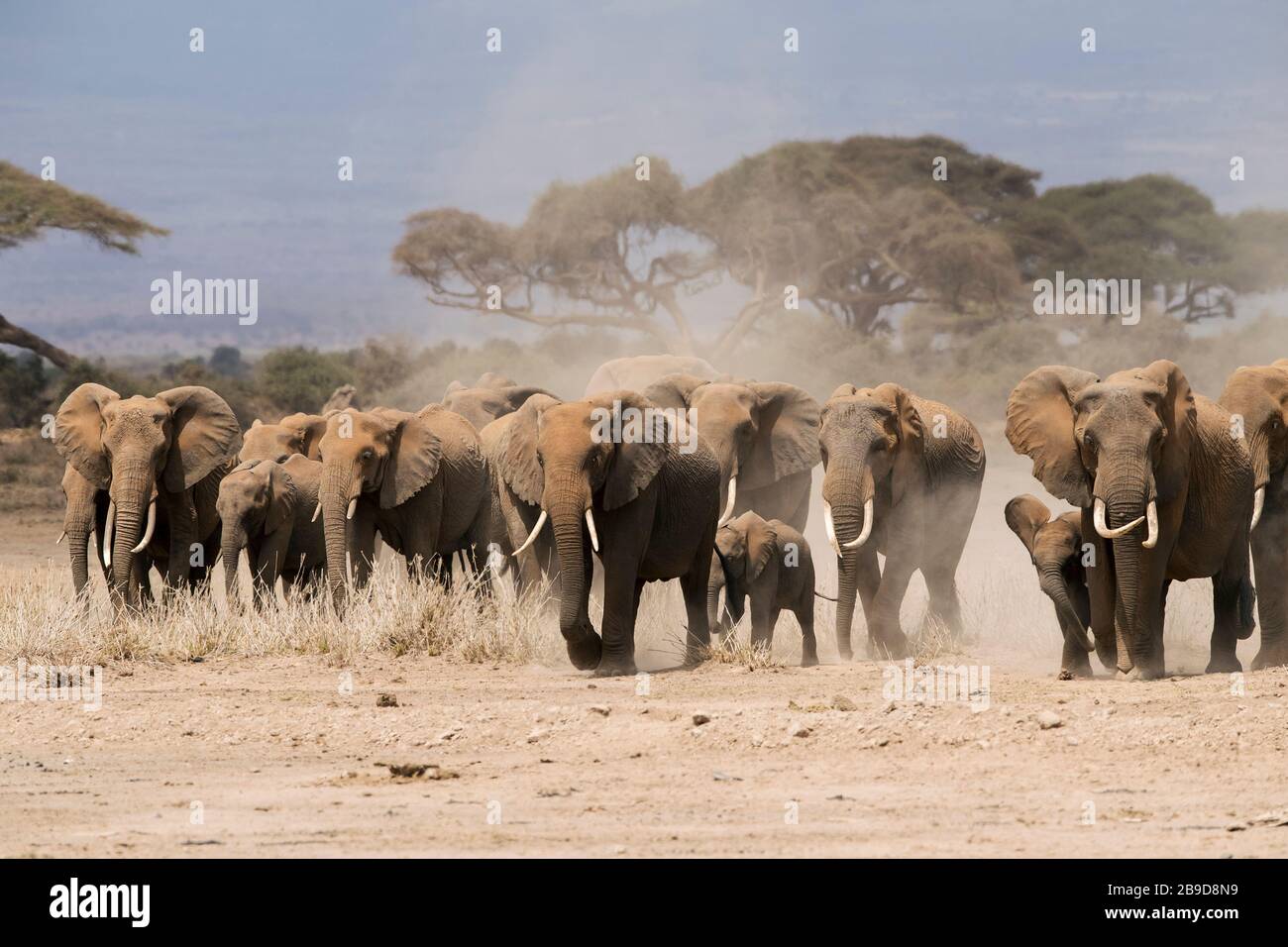 The image of African elephant (Loxodonta africana) herd in Landscape of Amboseli national park, Kenya Stock Photo