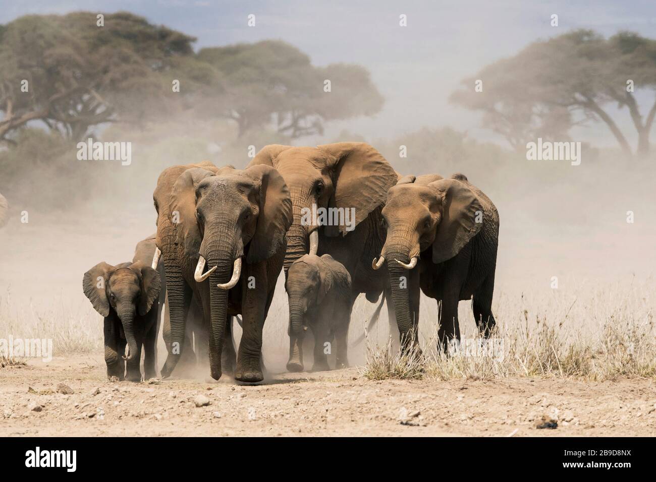The image of African elephant (Loxodonta africana) herd in Landscape of Amboseli national park, Kenya Stock Photo