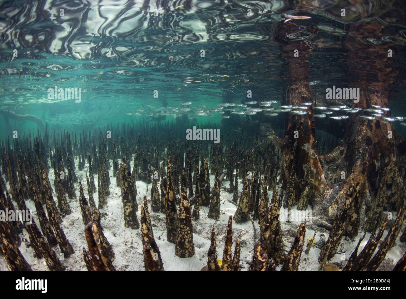 The roots of black mangrove trees, called pneumatophores, rise from the ...