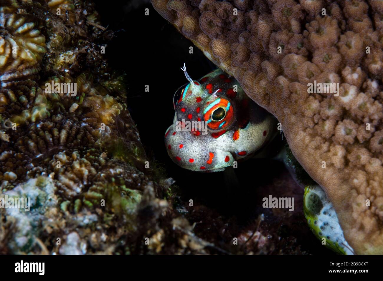 A cute red-spotted blenny, Blenniella chrysospilos, looks out from its protective home. Stock Photo