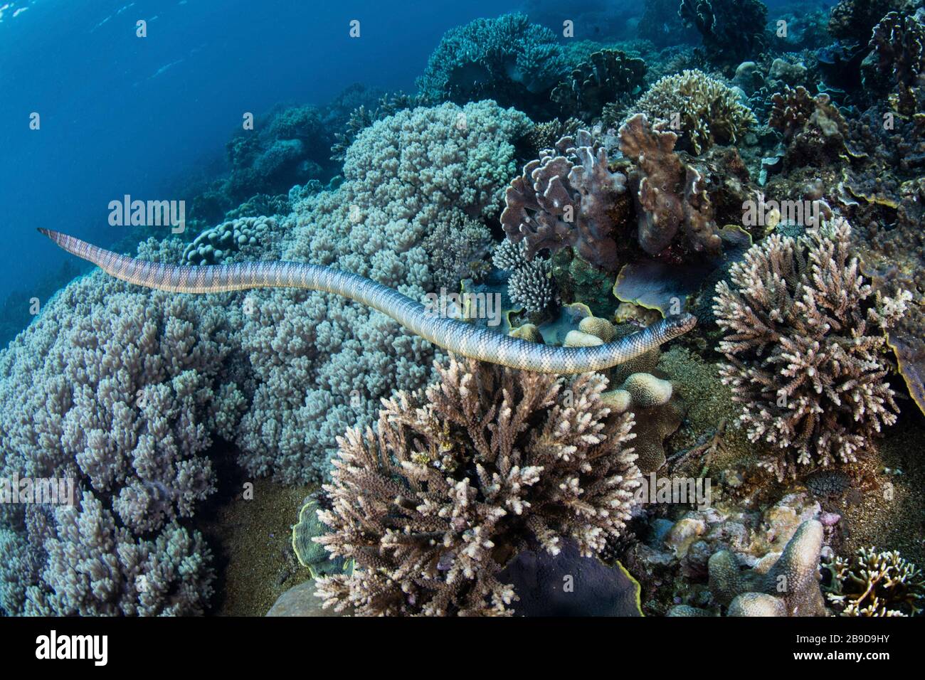 A Black-banded Sea Krait, Laticauda Semifasciata, Swims Over Beautiful ...