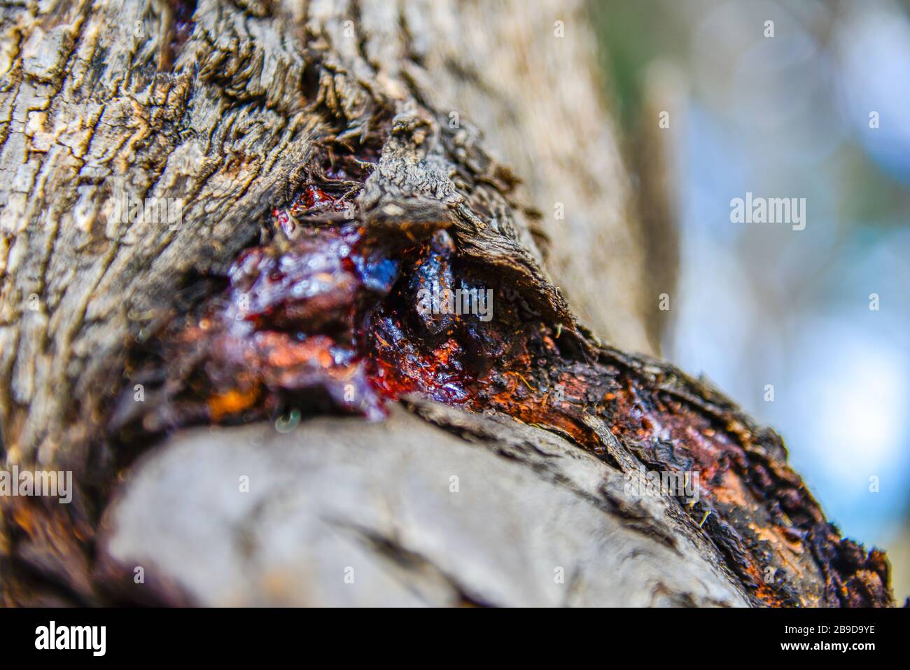 Red sap tree hires stock photography and images Alamy