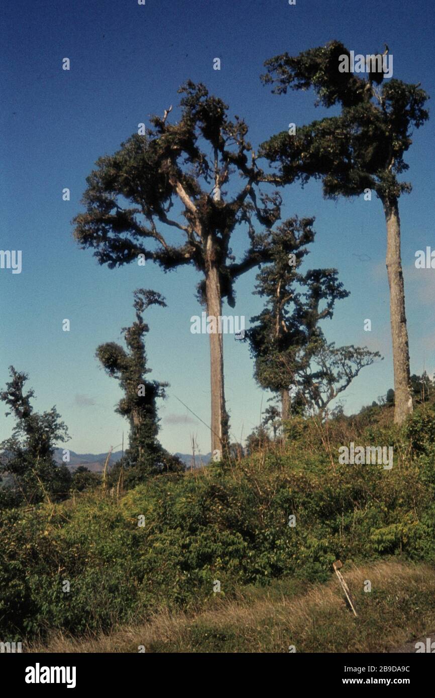 Tree parasites (epiphytes) and homoleaceae in a forest in Costa Rica. [automated translation