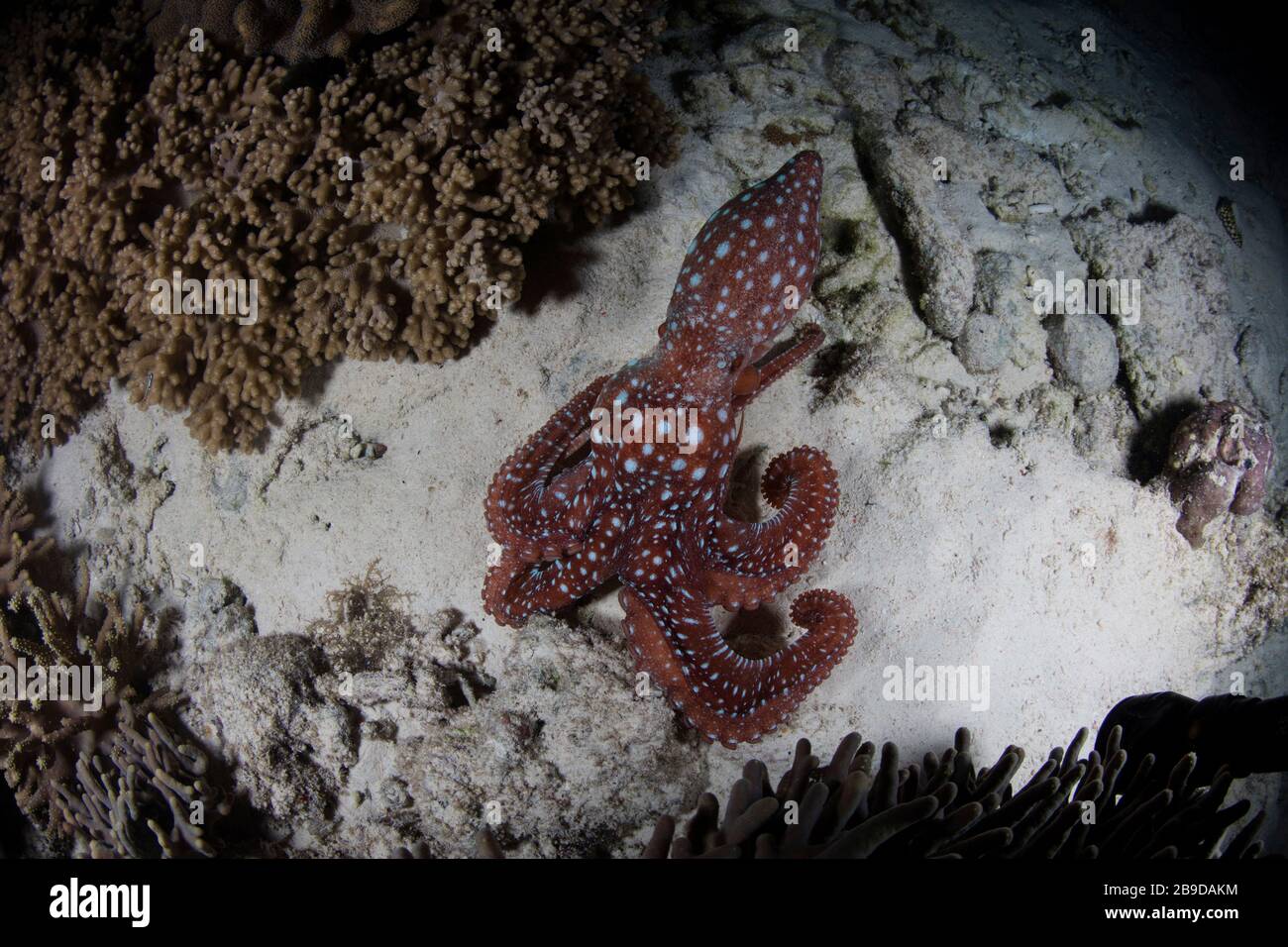 A starry night octopus, Callistoctopus luteus, searches for prey on a reef at night. Stock Photo