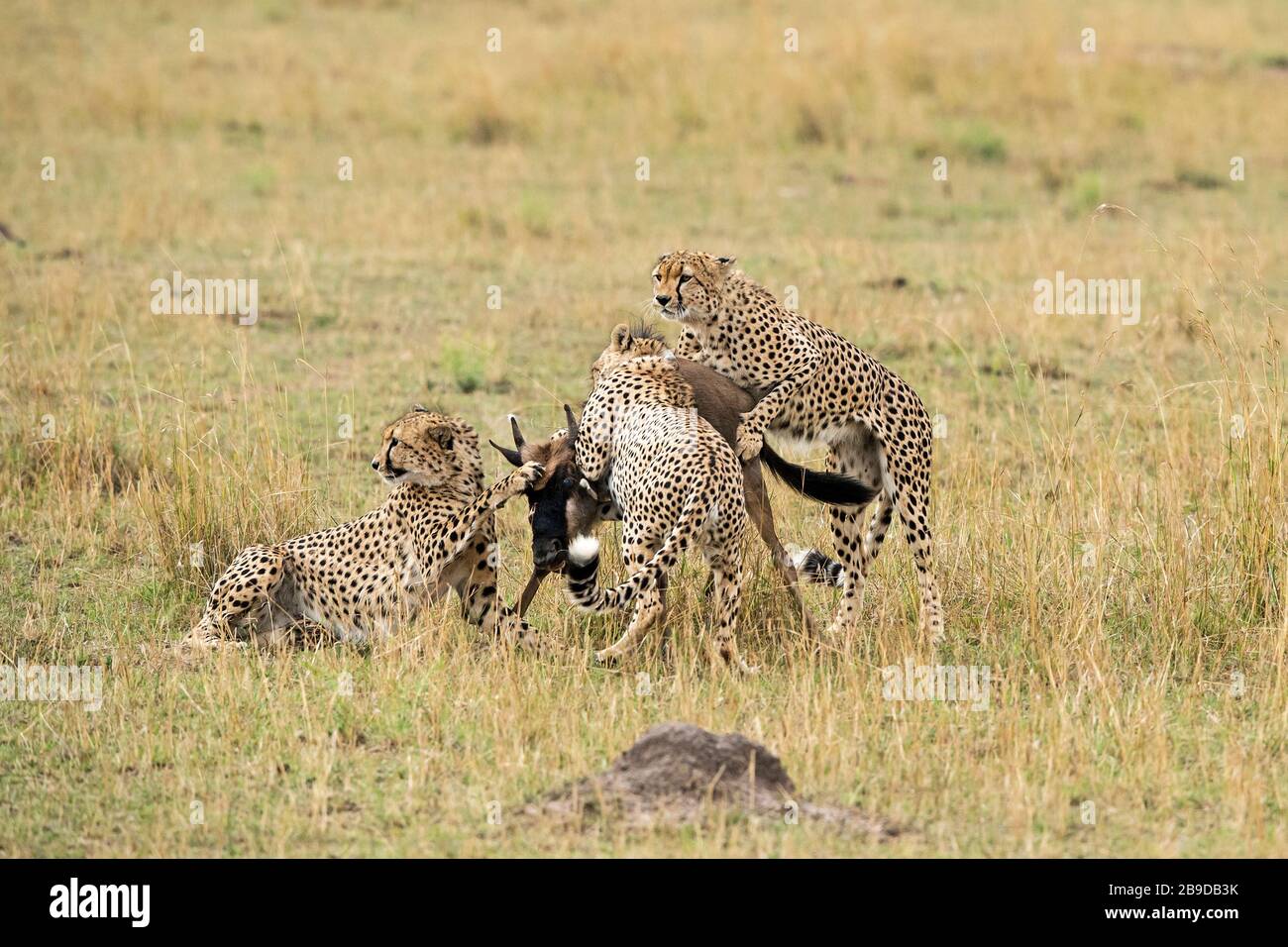 Cheetah killing wildebeest hi-res stock photography and images - Alamy