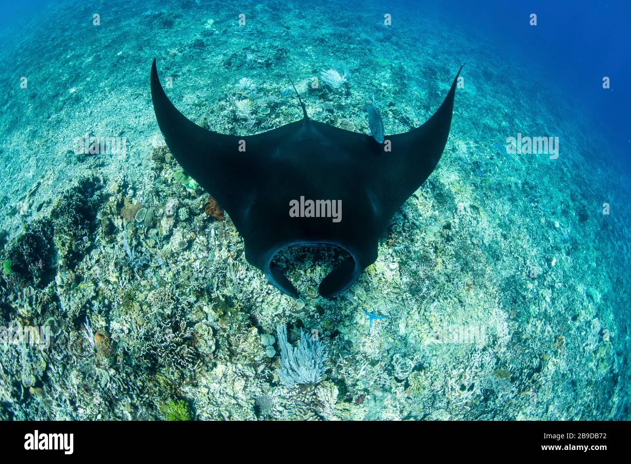 A black color manta ray hi-res stock photography and images - Alamy