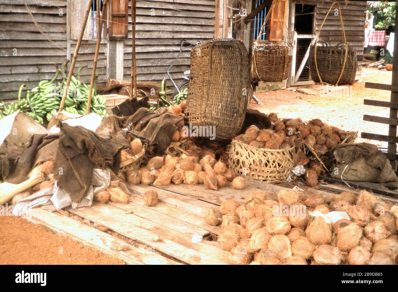 A coconut sale in a village near Muar. [automated translation] Stock