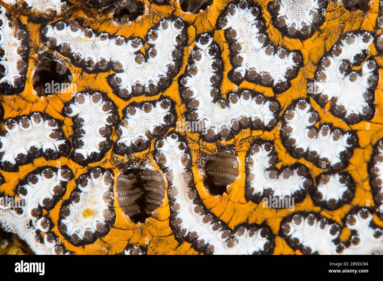 Detail of a colonial tunicate growing on a coral reef in Komodo National Park, Indonesia. Stock Photo