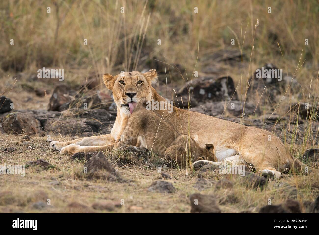 The Image Of African Lion Panthera Leo Mother And Cub In Masai Mara National Park Kenya Stock