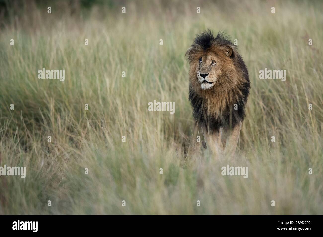 The image of African lion (Panthera leo) male portrait  in Masai mara national park, Kenya Stock Photo