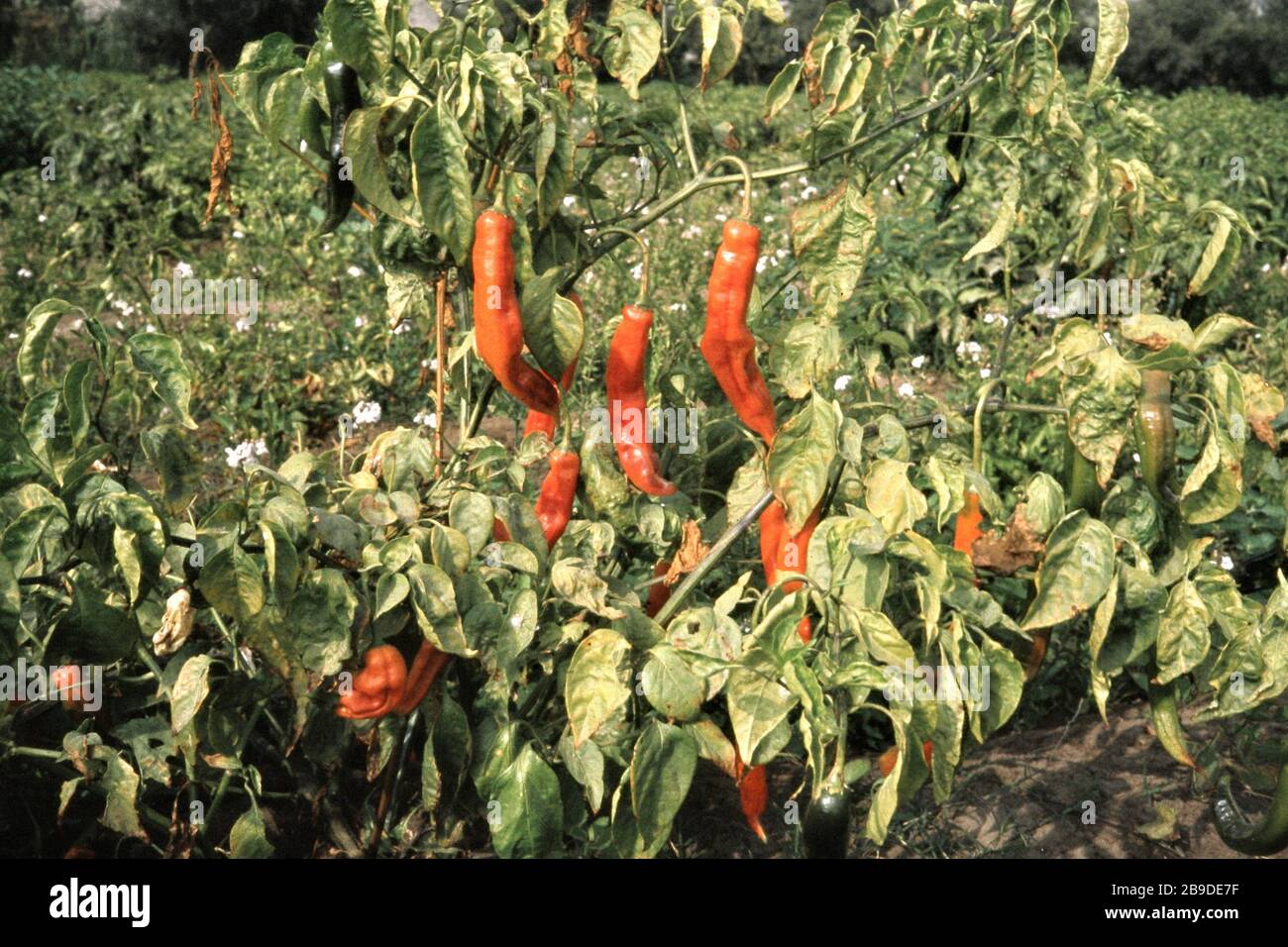 A shrub with Ahi pods resembling Cayenne pepper on the Rio Tambo. [automated translation] Stock Photo