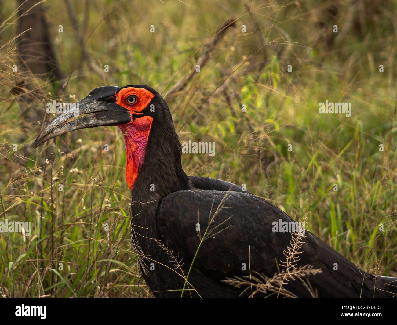 Ground Horn-bill forage for food Stock Photo