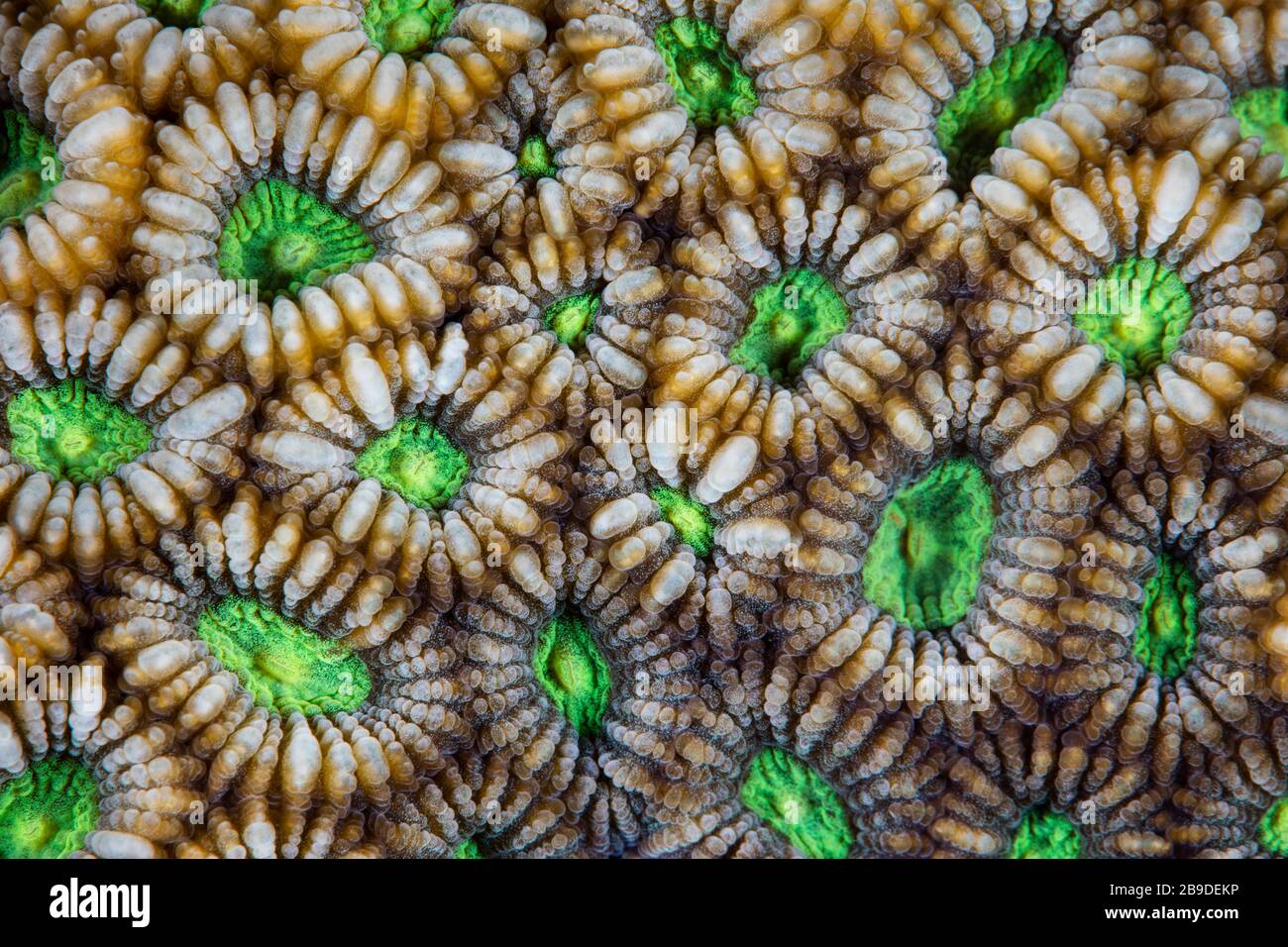 Detail of a reef-building coral colony, Favia sp., growing on a healthy reef. Stock Photo
