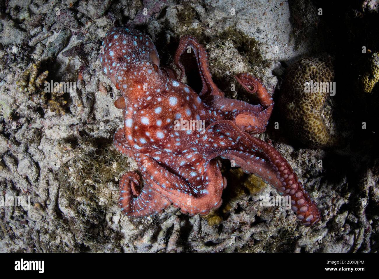 Lesser octopus hi-res stock photography and images - Alamy