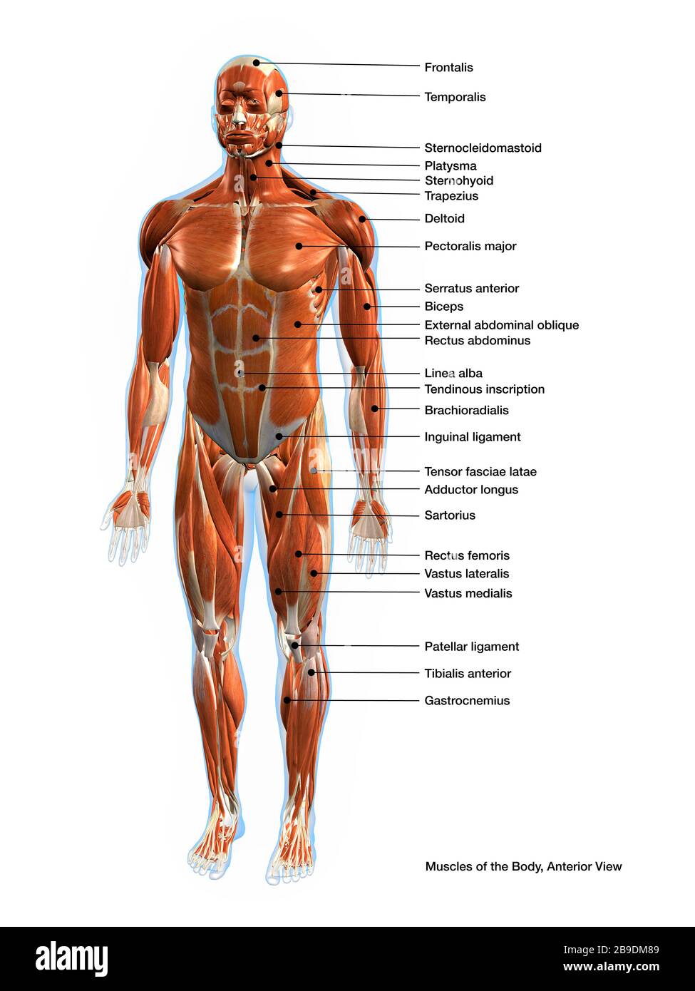 Front View Medical Chart Of The Muscular System Of The Male Human Body Stock Photo Alamy
