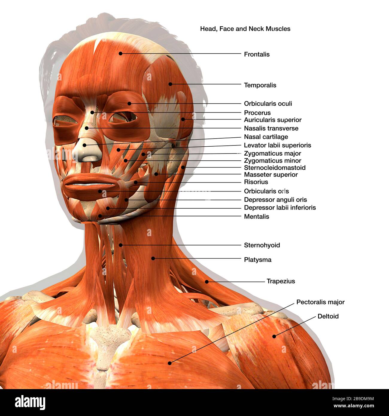 Labeled chart of the facial muscles of a woman, front view on a white