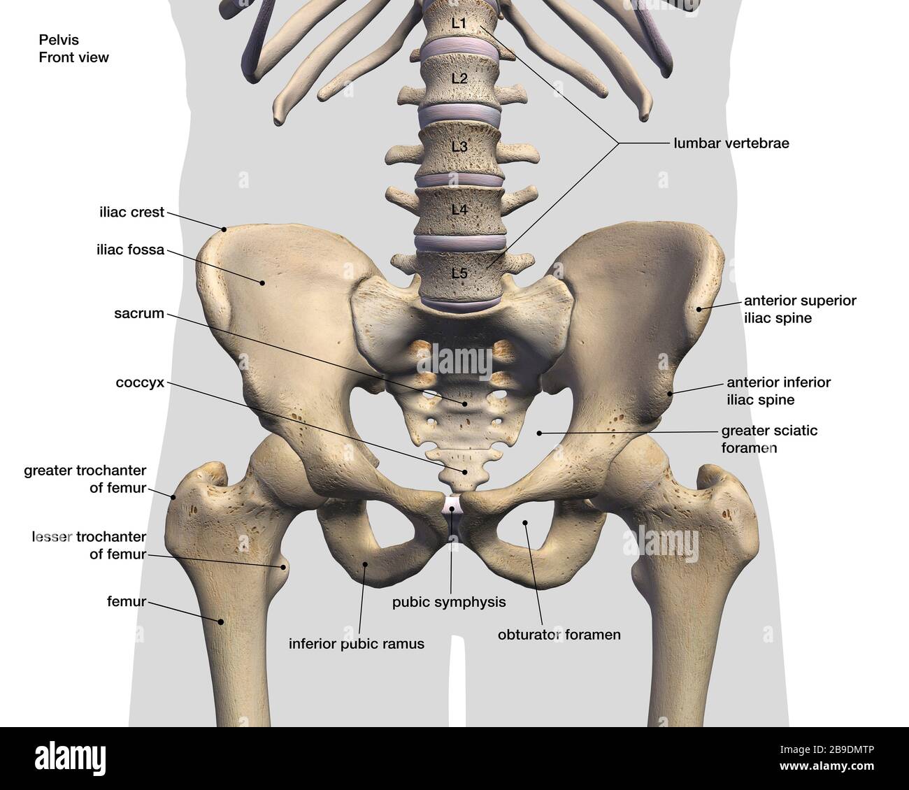 Hip And Leg Bone Diagram - Crossfit Bones Of The Hip Pelvis - x-k-a-i-b