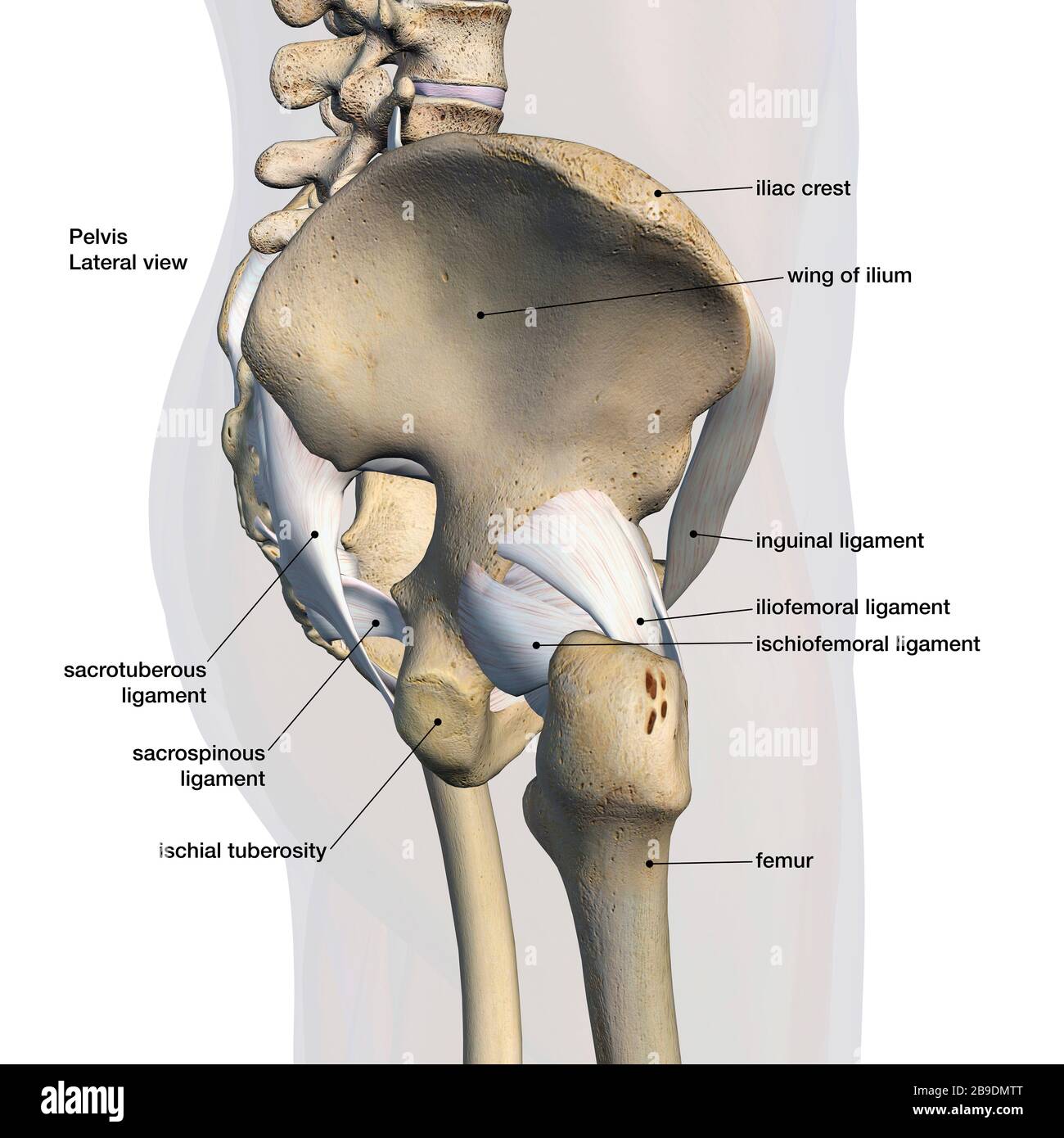 Diagram Of Groin Area - How To Check Your Lymph Nodes