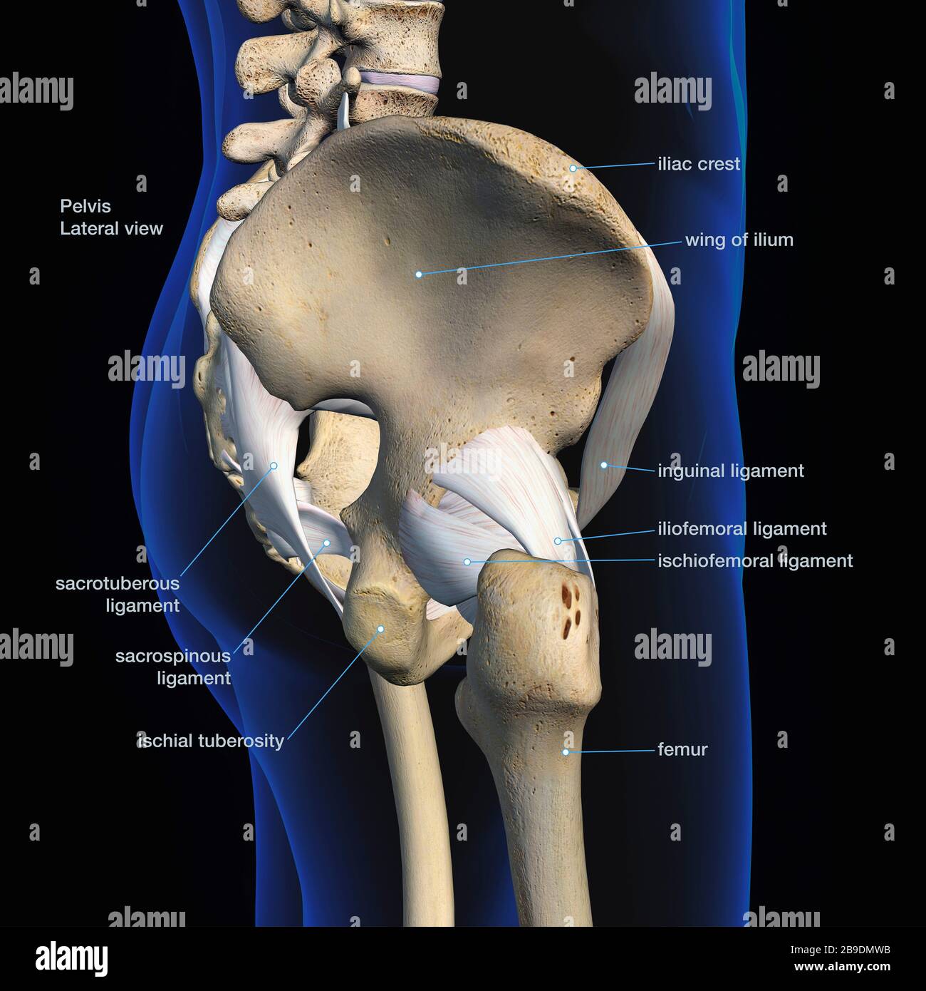 Lateral view of male pelvis, hip, leg bones and ligaments on black background. Stock Photo