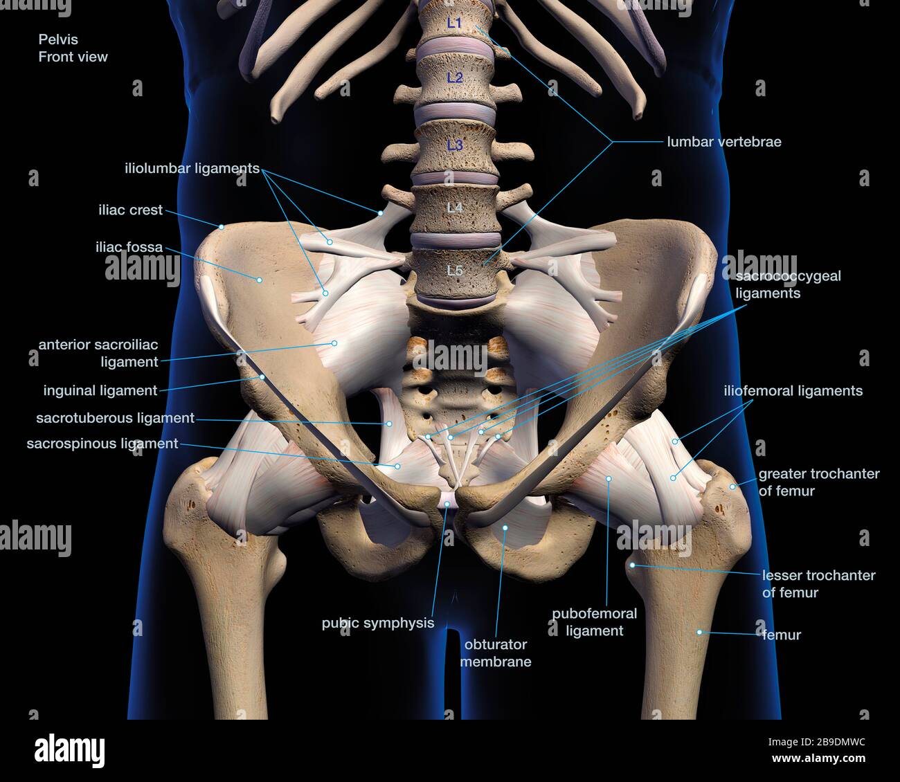 Inguinal Canal Anatomy 3d