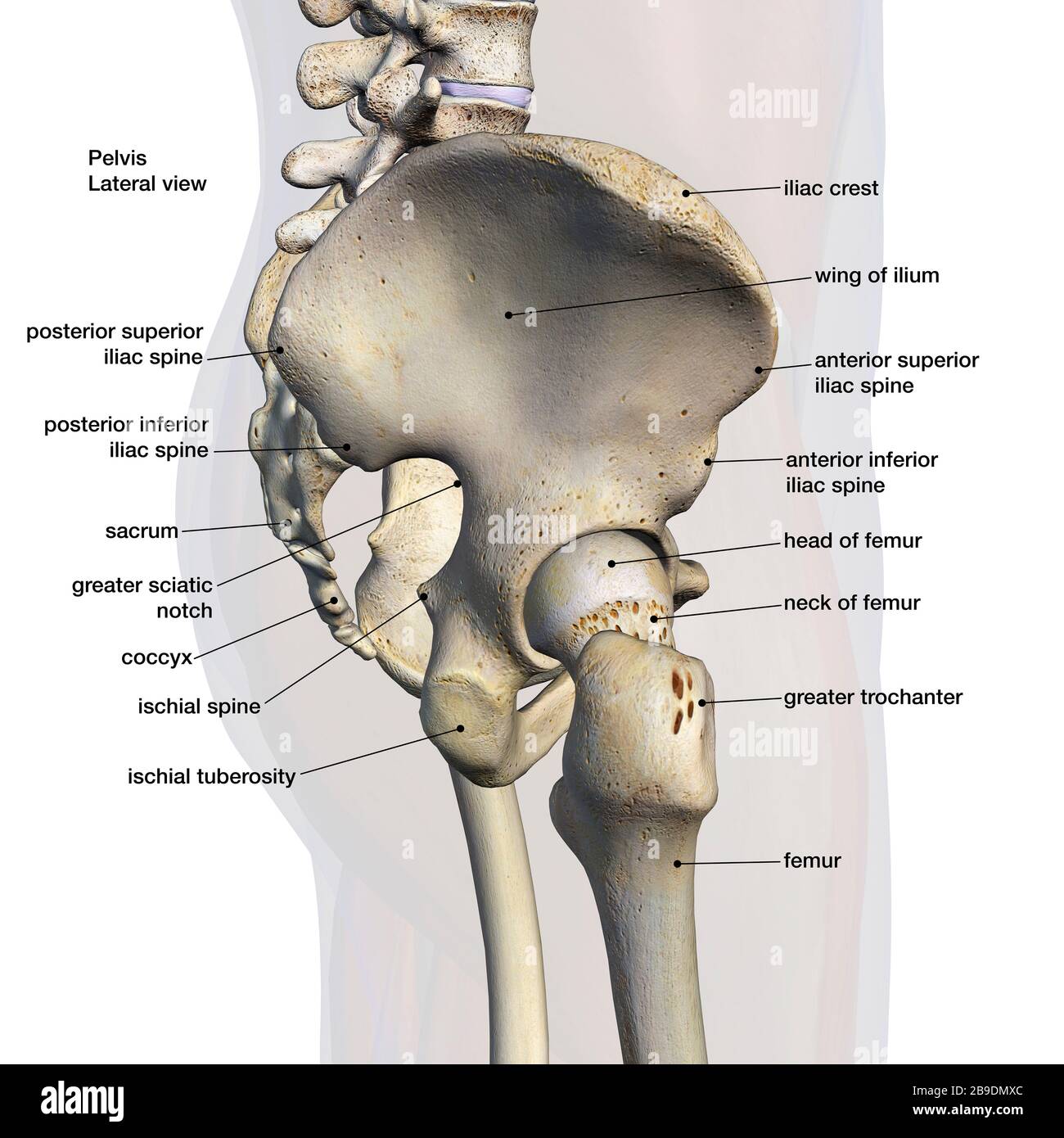 Ischial spine hi-res stock photography and images - Alamy