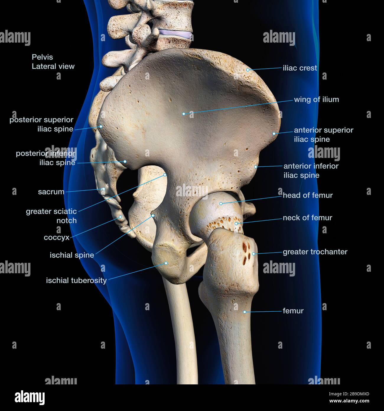 Lateral View Of Male Pelvis Hip And Leg Bones Labeled On A Black