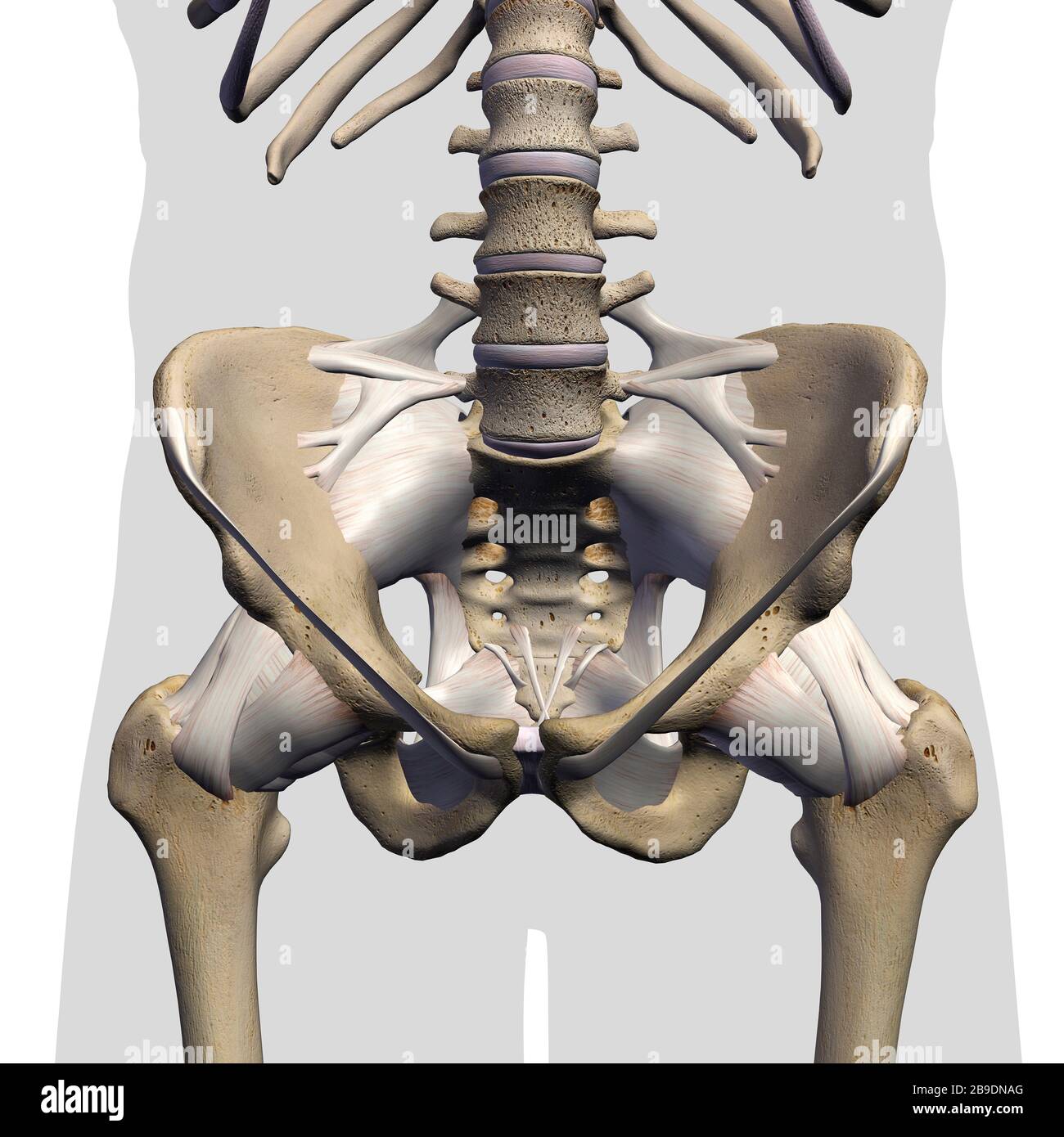 3D rendering of male pelvis, hip, leg bones and ligaments on white background. Stock Photo