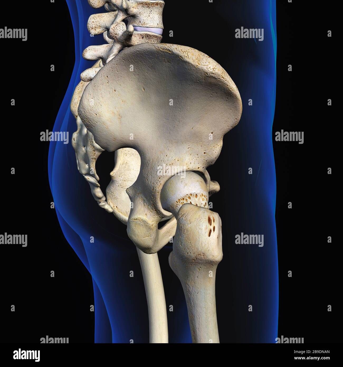 Lateral view of male pelvis, hip, and leg bones on a black background. Stock Photo