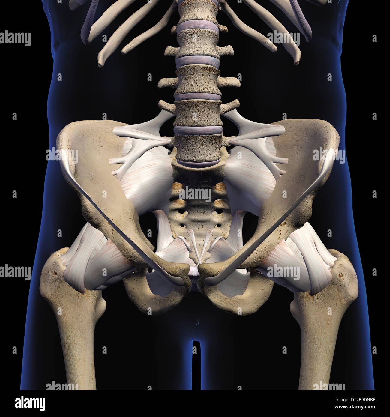 3D rendering of male pelvis, hip, leg bones and ligaments on black background. Stock Photo