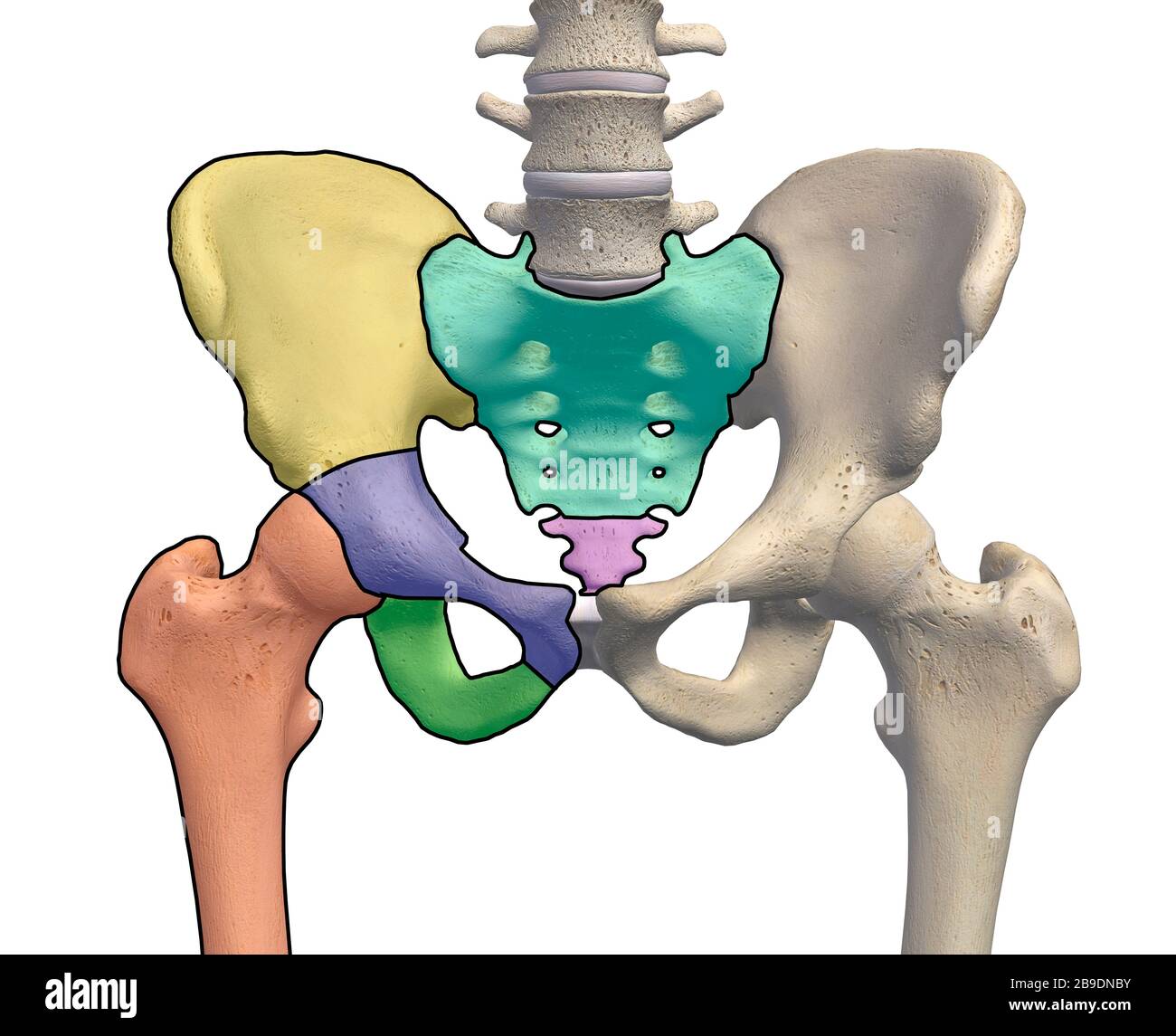 Male Hip Bones And Ligaments Labeled Rear View On White Stock Photo -  Download Image Now - iStock