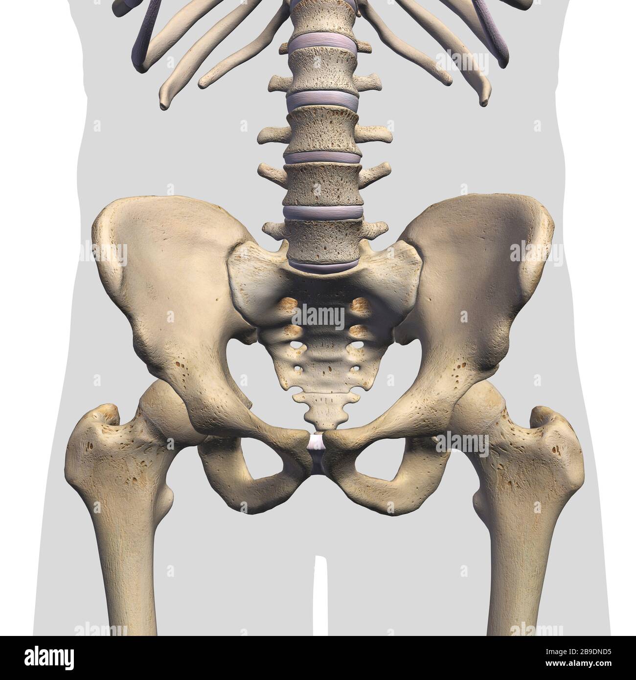 The Bones of the Pelvis and Lower Back: 3D Anatomy Model