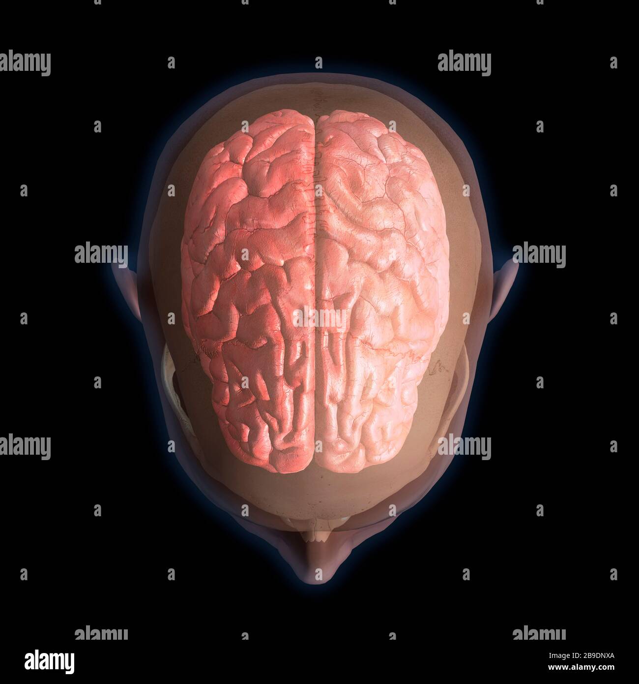 3D rendering of top view of human head and brain on black background. Stock Photo