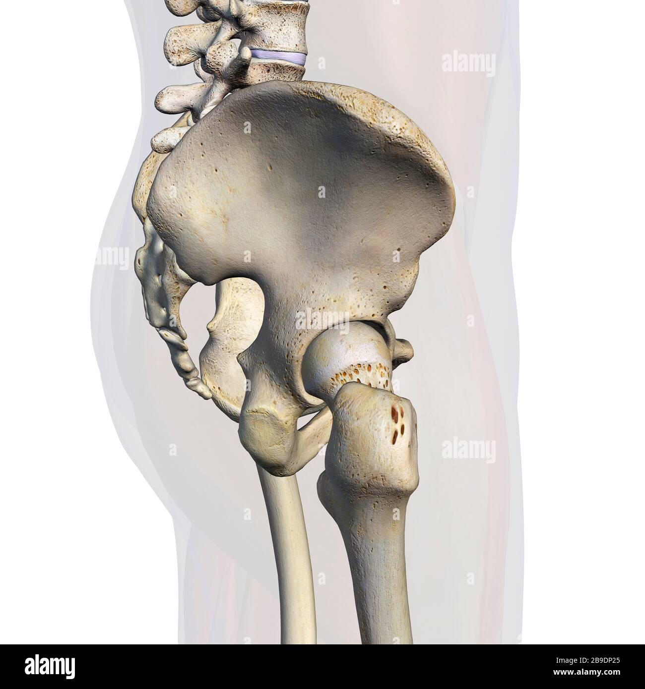 Lateral view of male pelvis, hip, and leg bones on a white background. Stock Photo