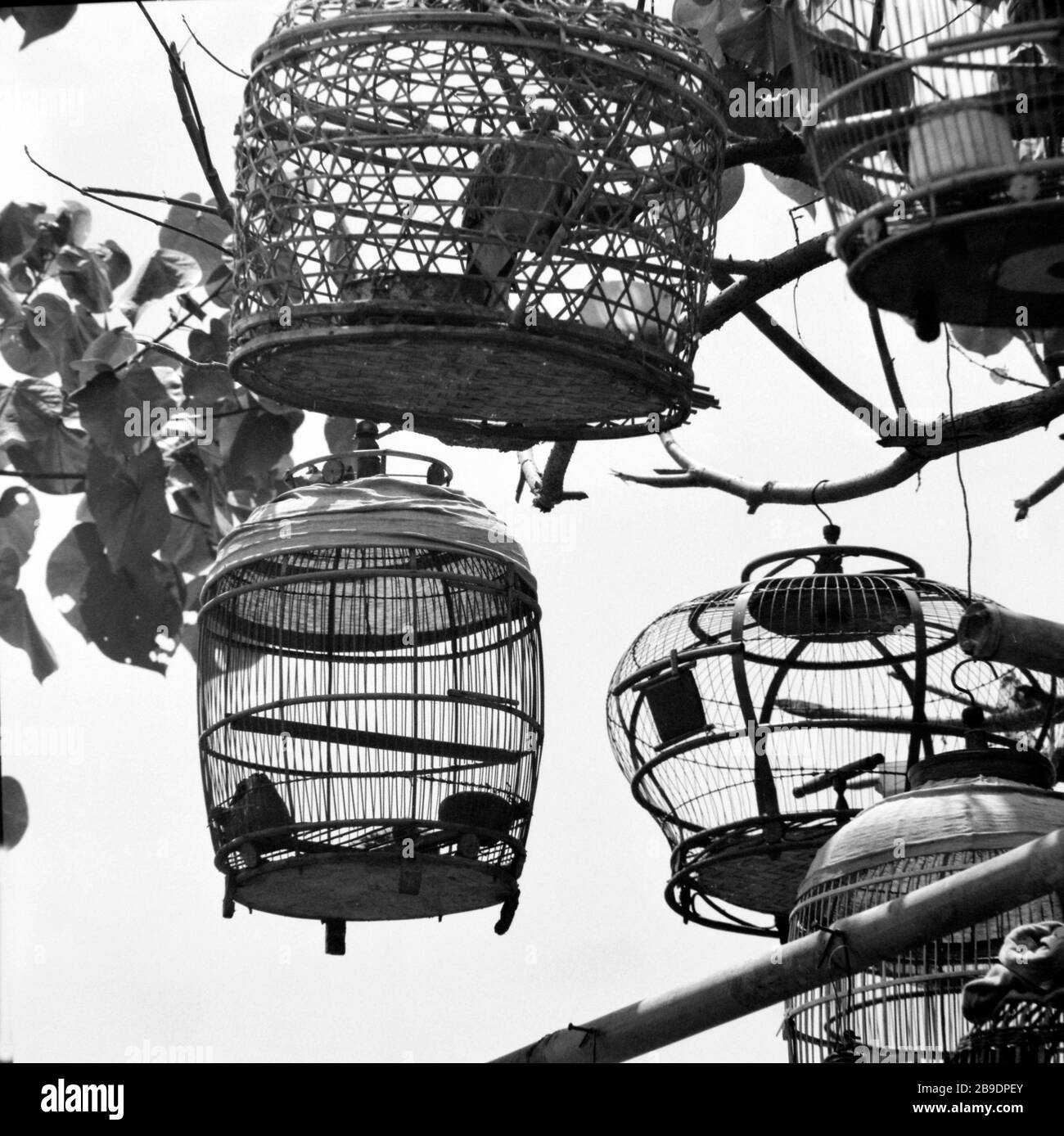 Bird cages at a bird market in Yogyakarta in Indonesia. The cages are
