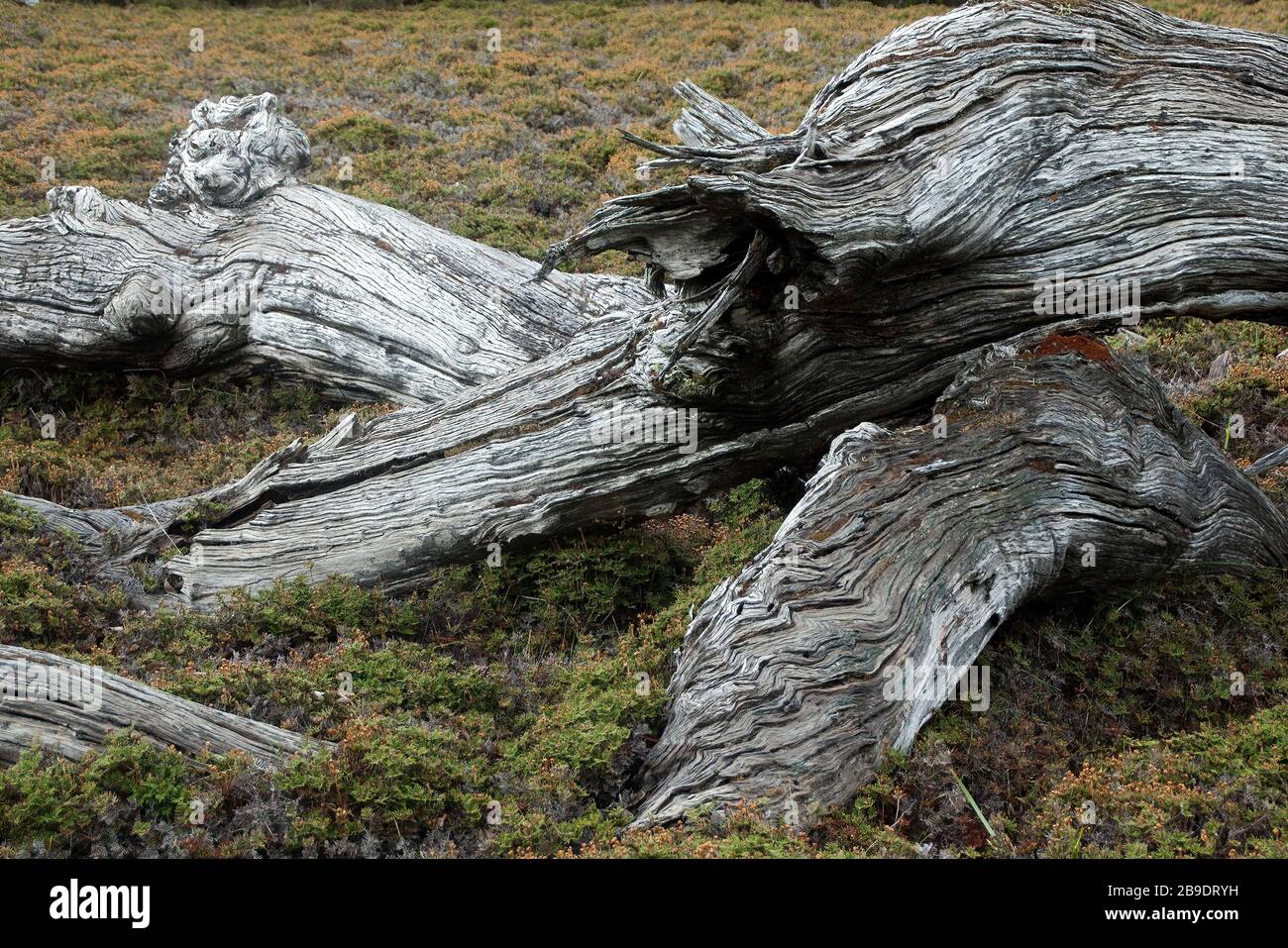 Cradle Mountain Australia, dead tree decaying in alpine meadow Stock Photo