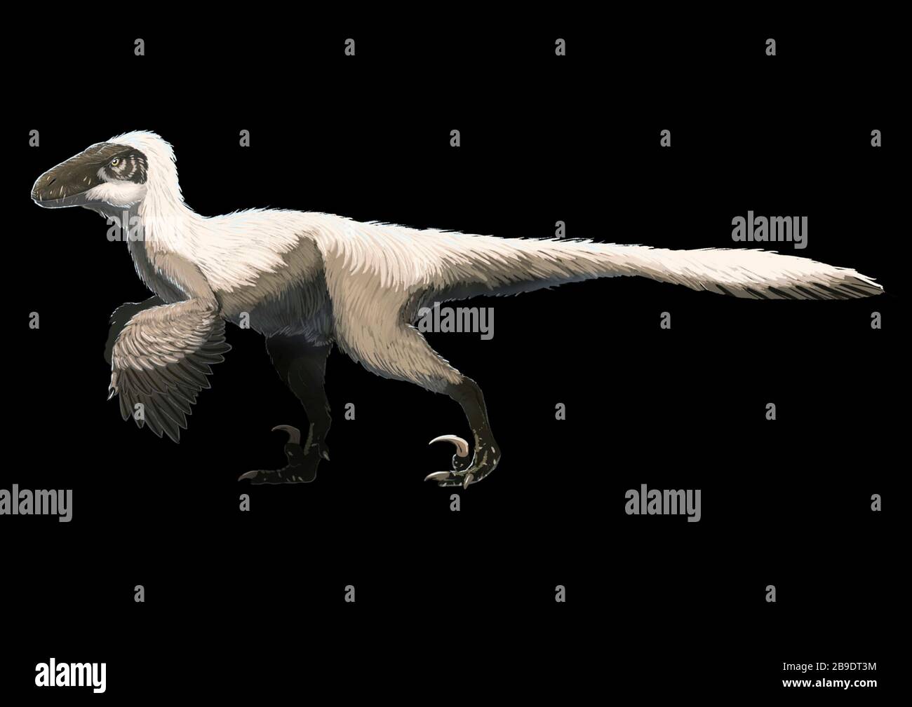 Reconstruction of a feathered Deinonychus antirrhopus. The morphology