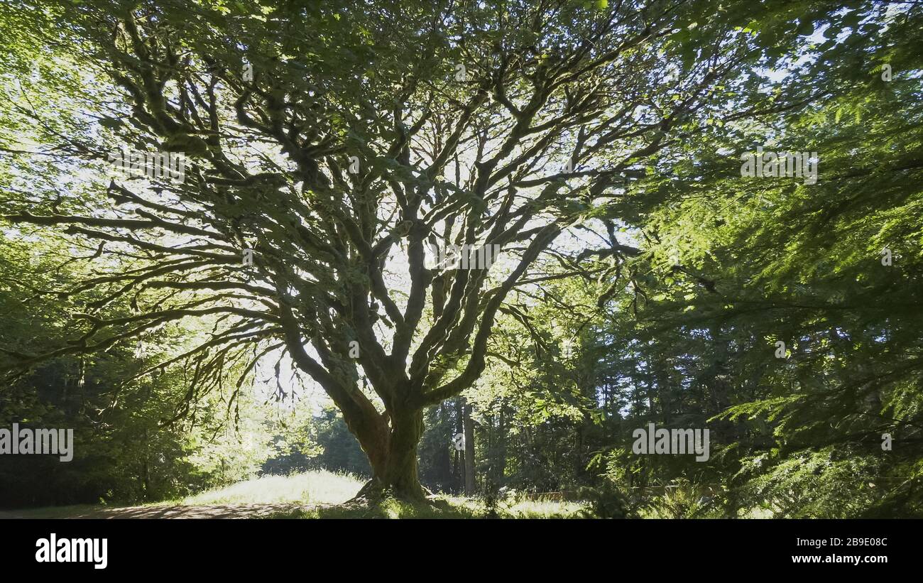 Bigleaf maple tree hi-res stock photography and images - Alamy