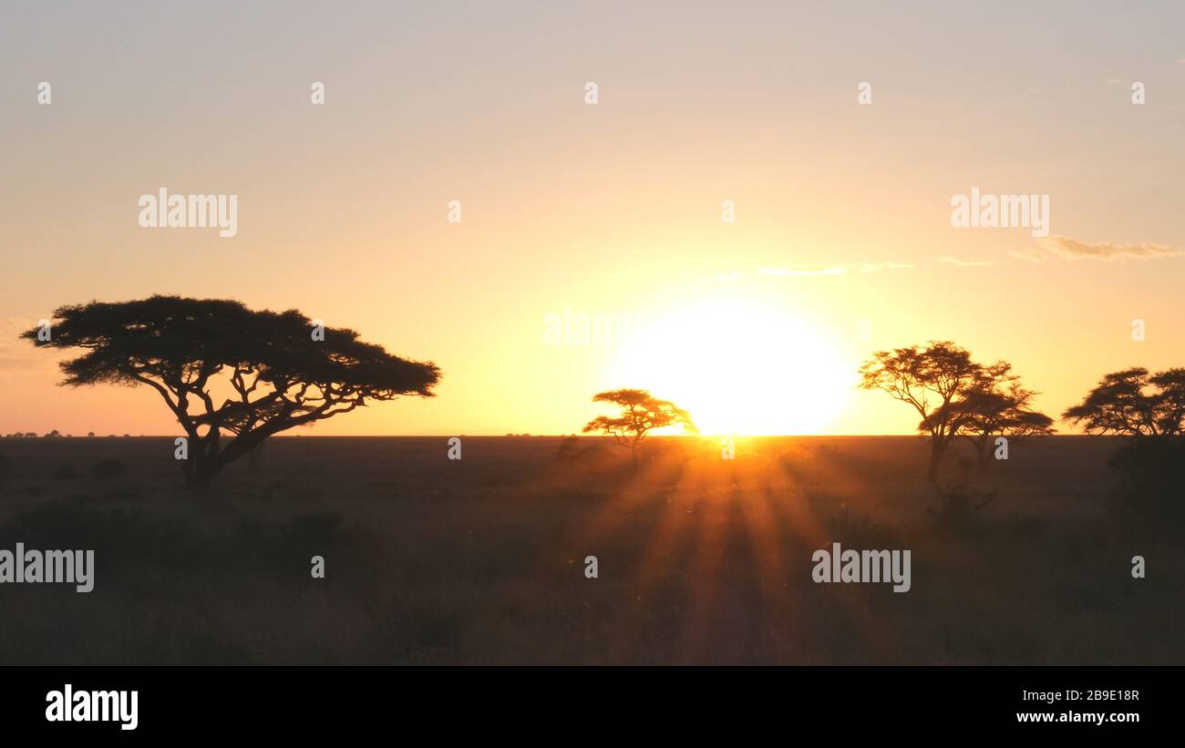 sunset shot of acacia trees in serengeti np Stock Photo
