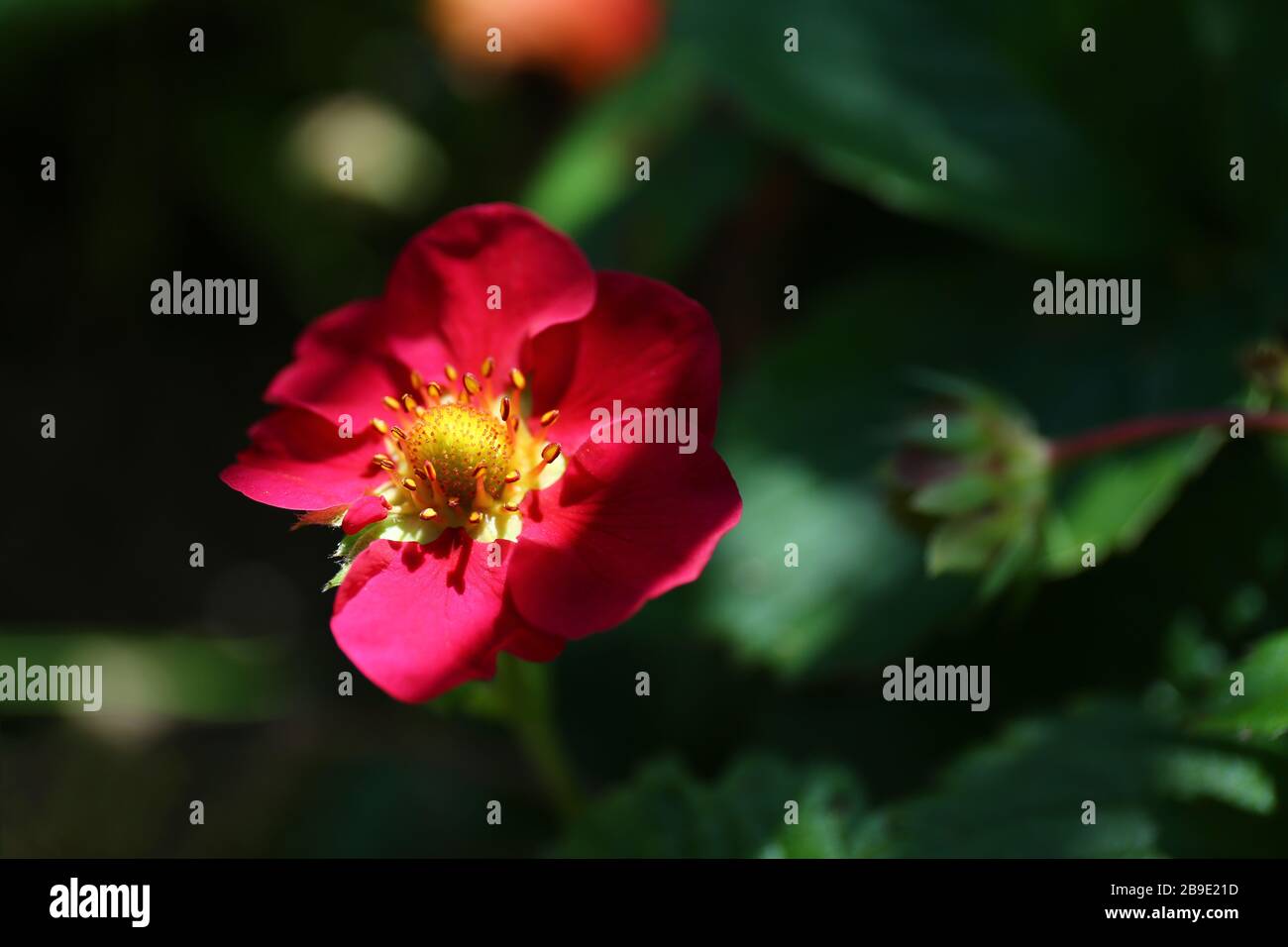 Red flower with green buds on blurred dark background Stock Photo
