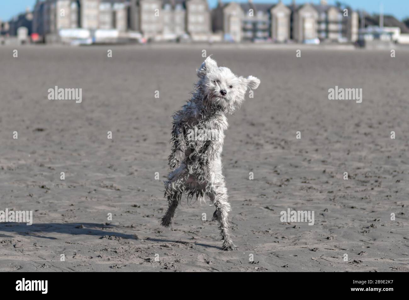 A chinese crested dog at the beach Stock Photo