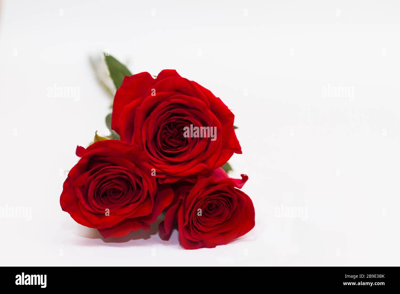Three red roses on white backgroung with copy space. Greeting concept ...