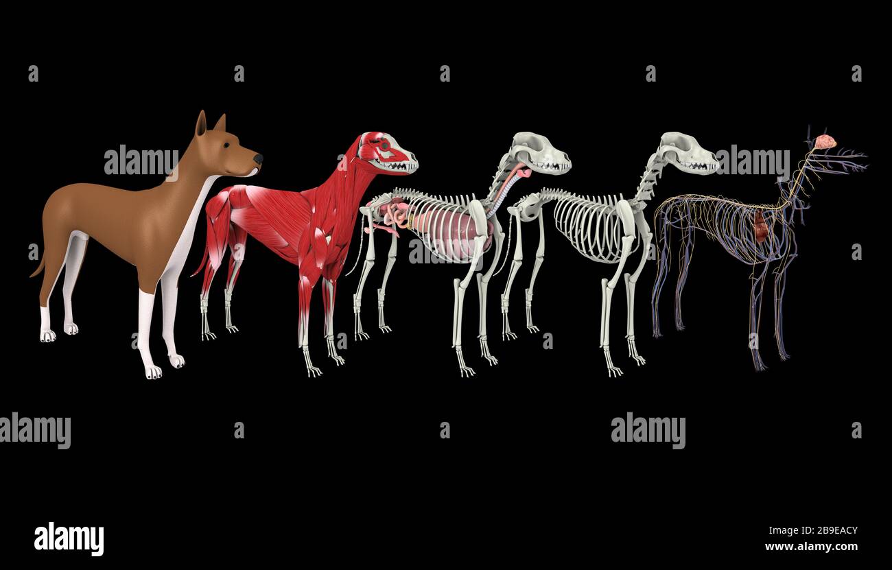 Anatomy of a dog. Stock Photo