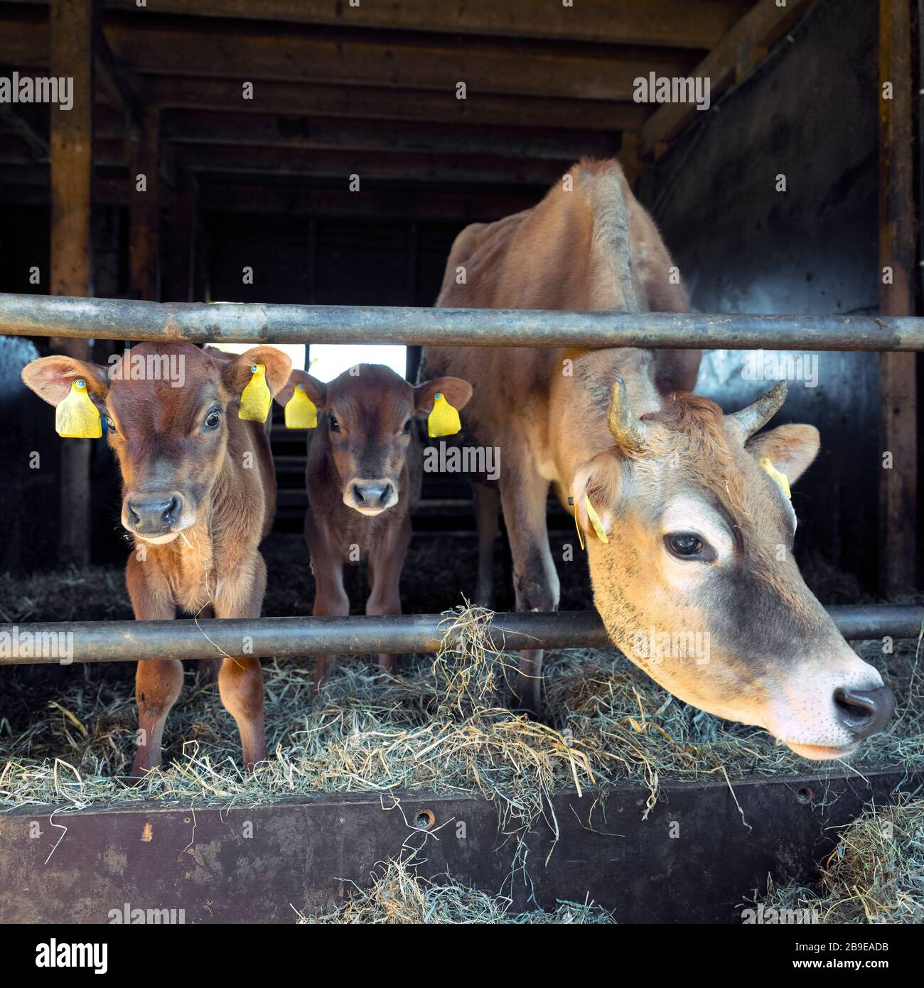 jersey cow and calves in open stable on dutch organic farm in holland ...