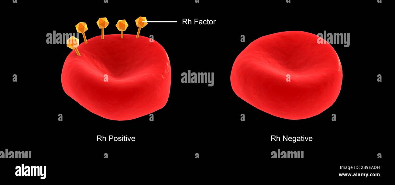 Conceptual illustration of Rh factor on a red blood cell. Stock Photo
