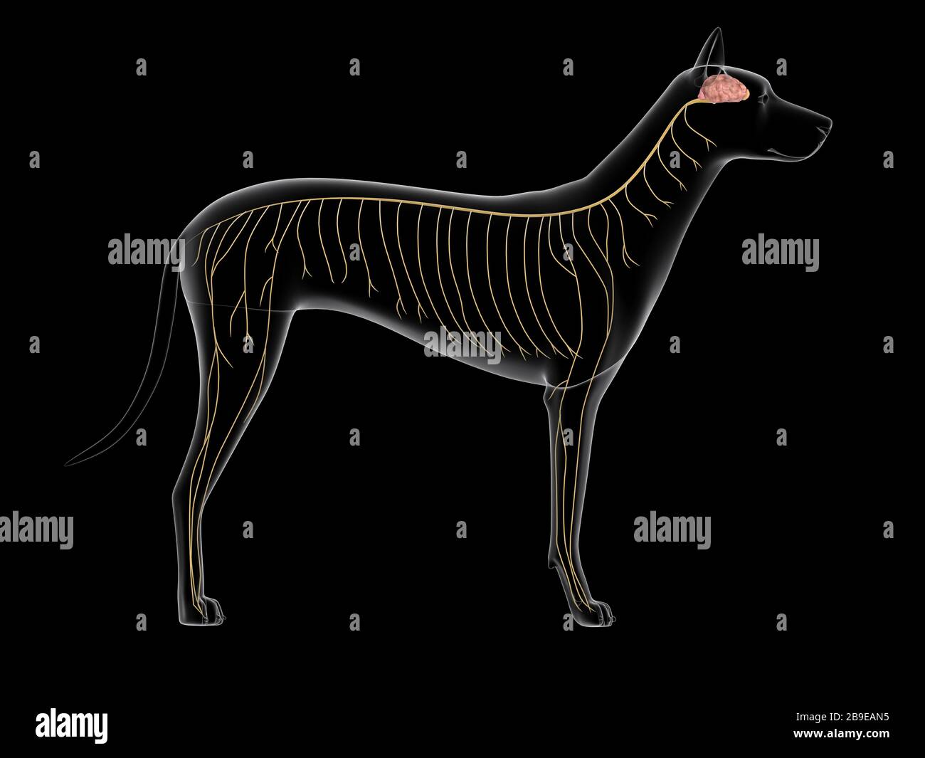 Nervous system of a dog, x-ray view. Stock Photo