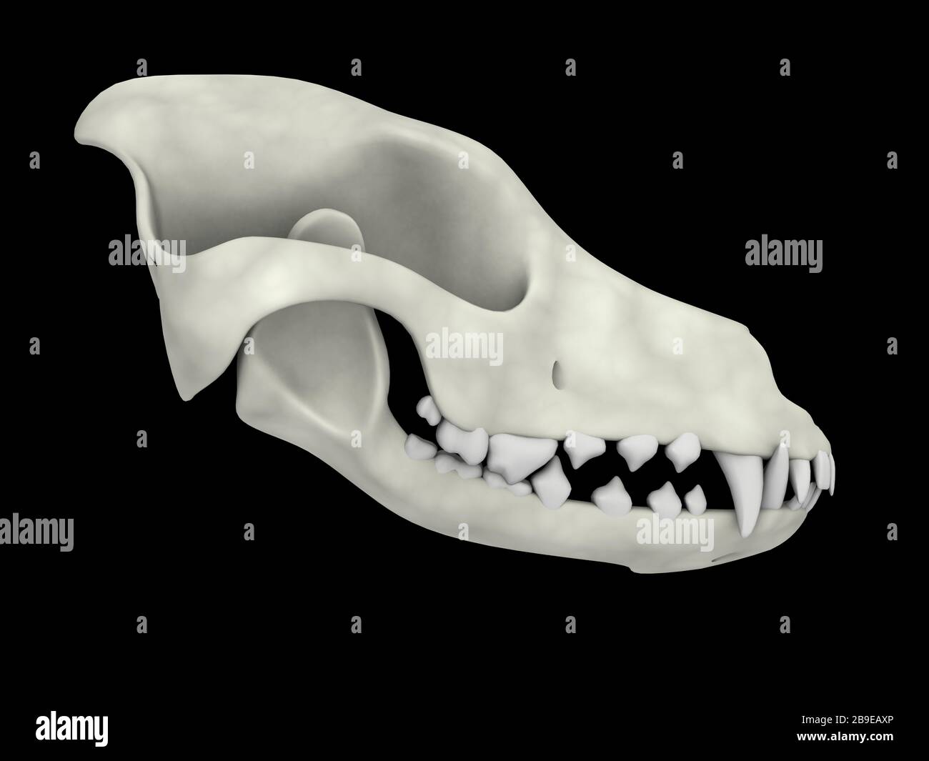Skull of a dog, side view. Stock Photo
