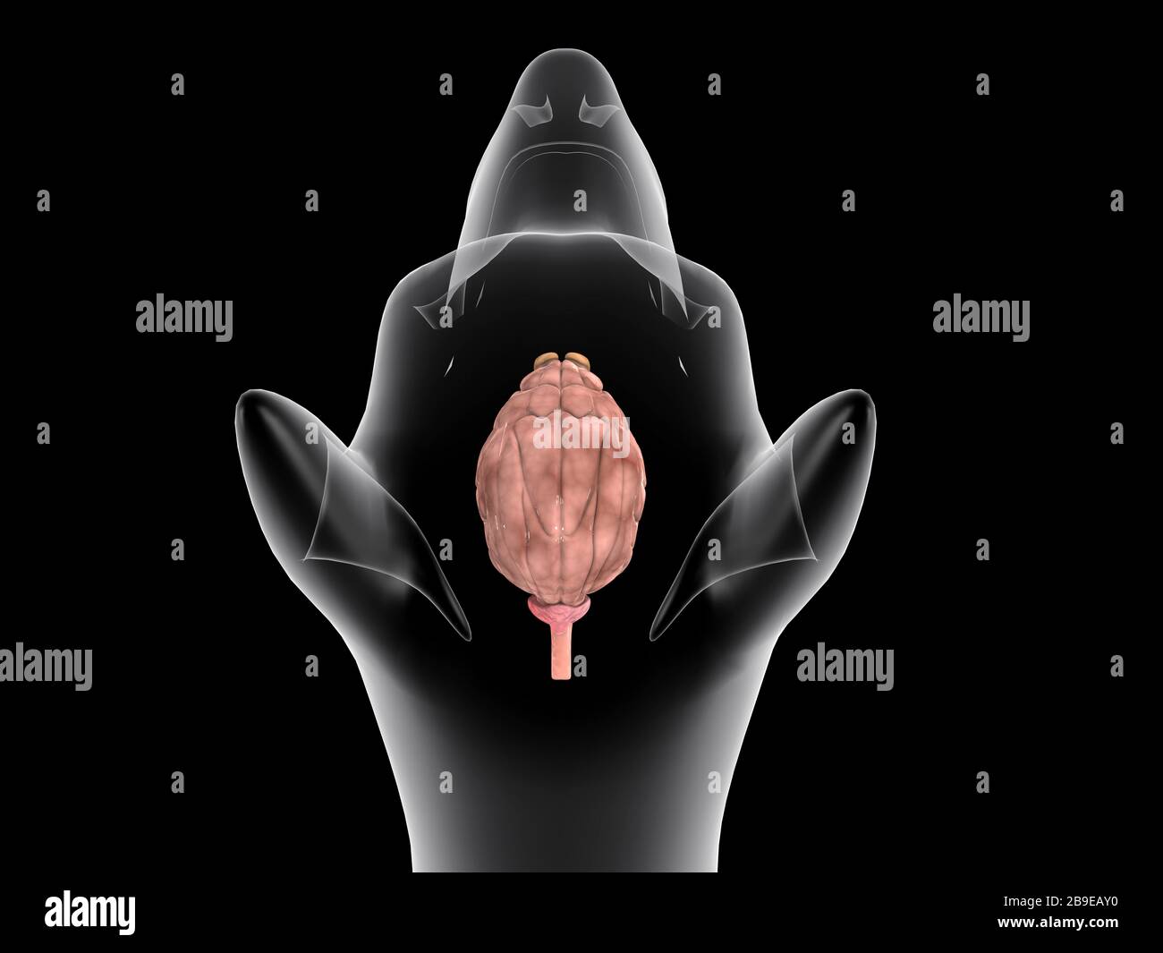 Dog internal organs anatomy anatomy hi-res stock photography and images ...