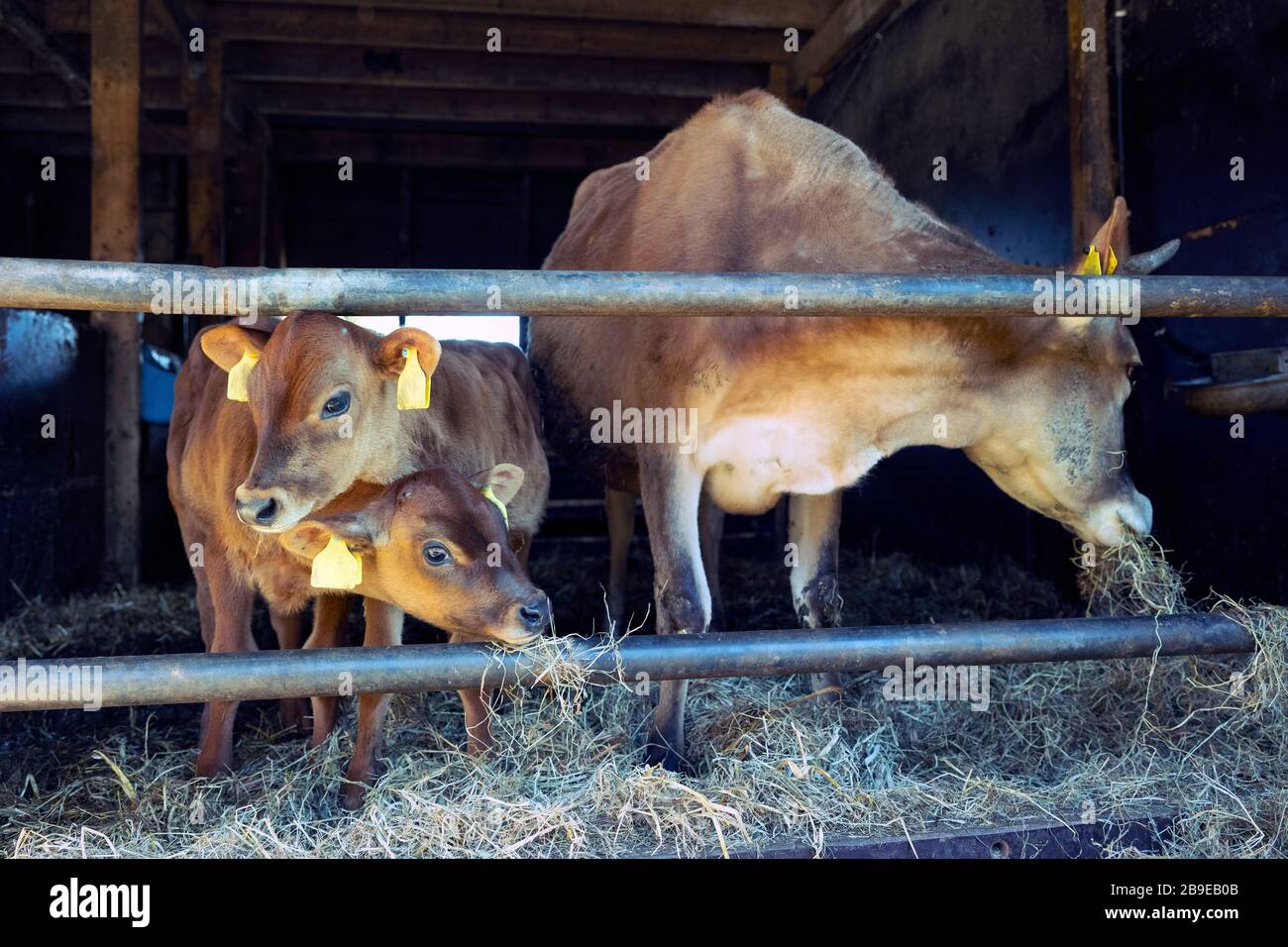 jersey cow and calves in open stable on dutch organic farm in holland ...