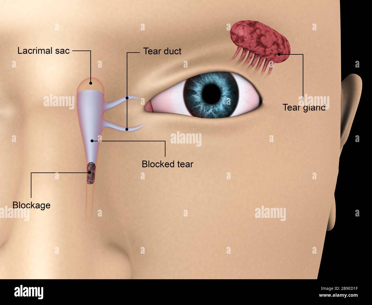 Tear duct hires stock photography and images Alamy