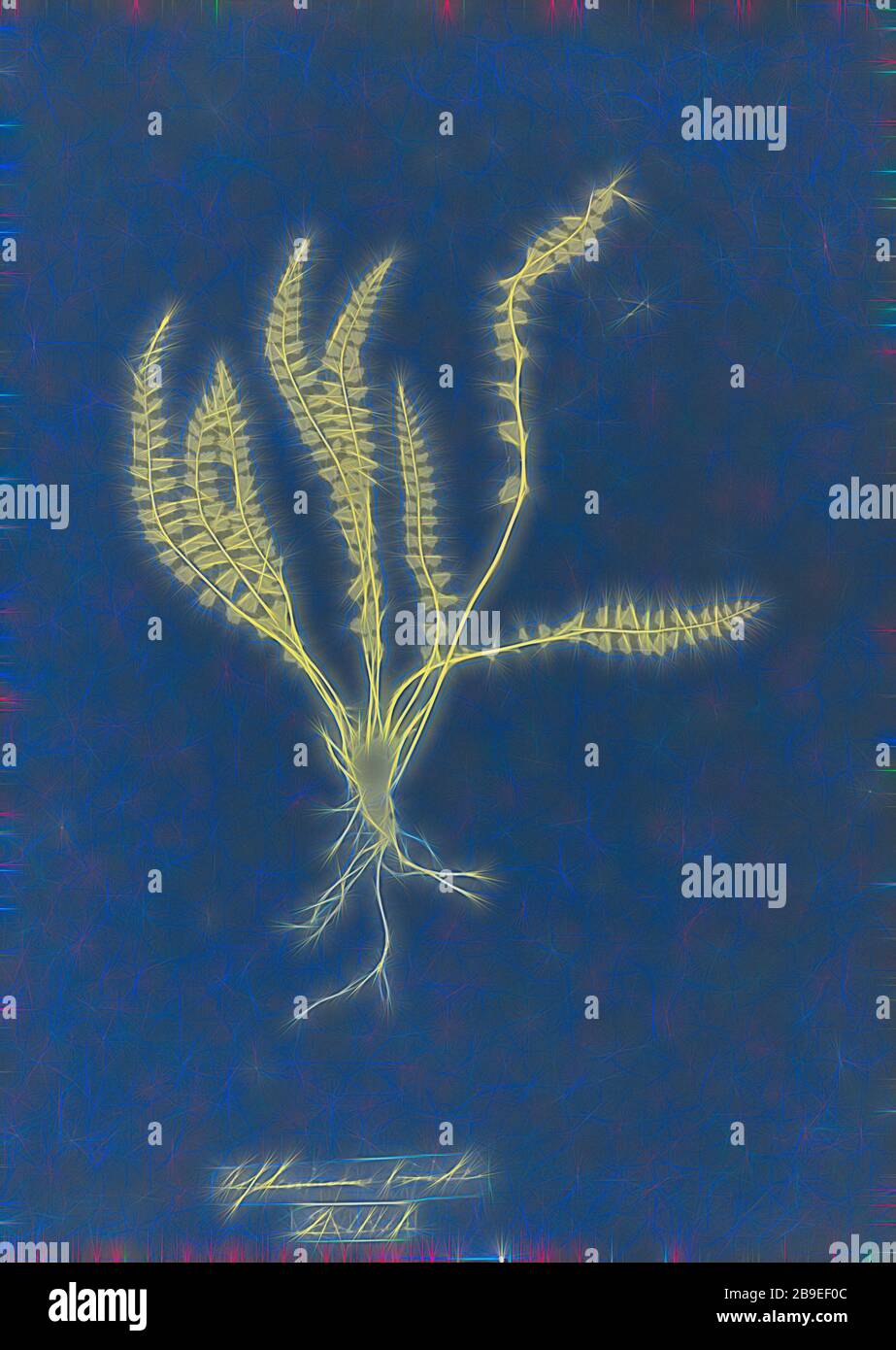 Asplenium viride, British, Anna Atkins (British, 1799 - 1871), England, 1853, Cyanotype, 25.4 × 19.4 cm (10 × 7 5,8 in, Reimagined by Gibon, design of warm cheerful glowing of brightness and light rays radiance. Classic art reinvented with a modern twist. Photography inspired by futurism, embracing dynamic energy of modern technology, movement, speed and revolutionize culture. Stock Photo